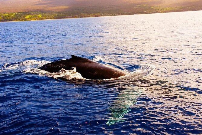 From Maalaea Harbor: Afternoon Whale Watch Cruise Aboard Calypso - Whale Sightings and Encounters