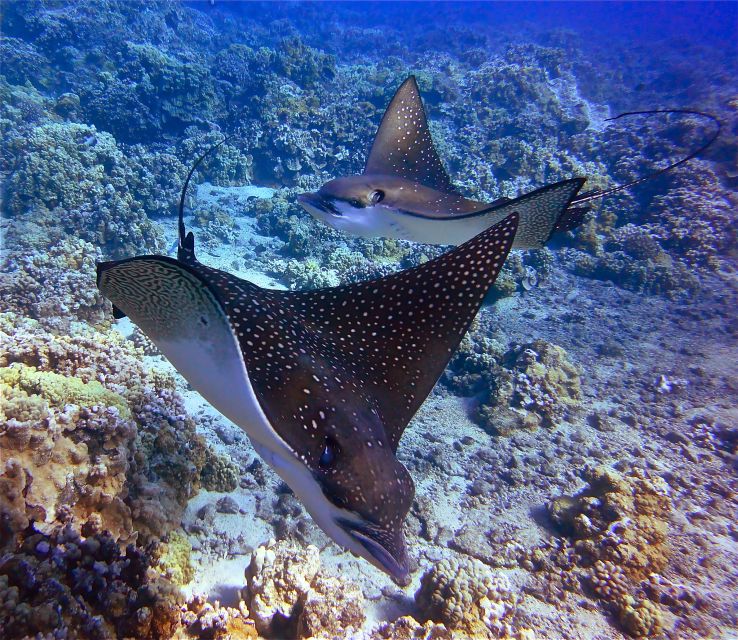 From Maalaea Harbor: Lanai Snorkel and Dolphin Adventure - Key Points