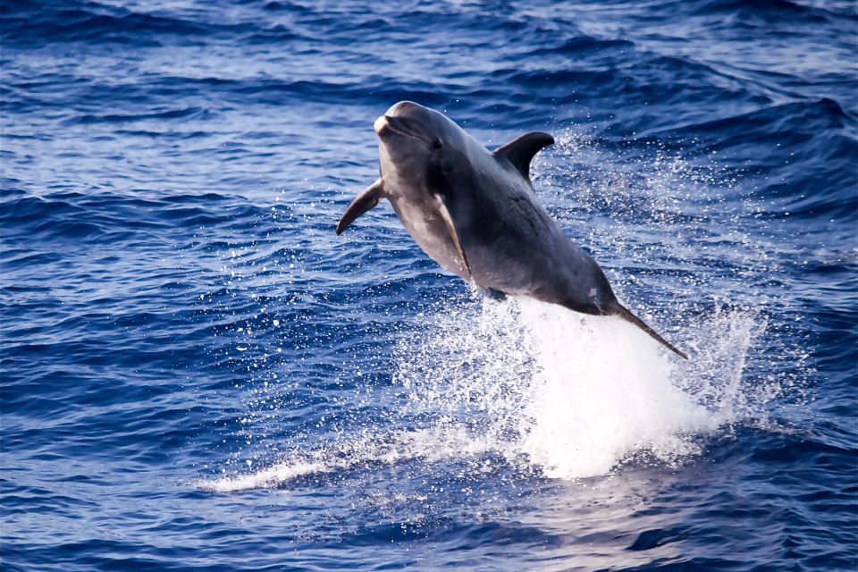 From Maalaea Harbor: Lanai Snorkel and Dolphin Adventure - Itinerary Details