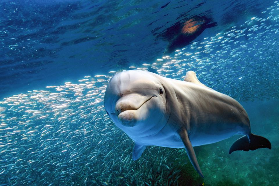 From Maalaea Harbor: Lanai Snorkel and Dolphin Adventure - Included Experiences