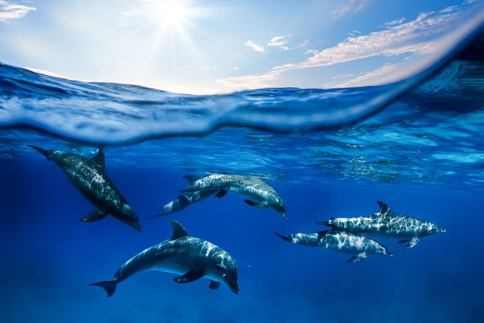 From Maalaea Harbor: Lanai Snorkel and Dolphin Adventure - Departure and Return Information