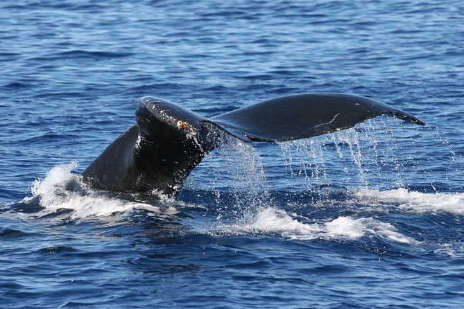 From Maalaea Harbor: Whale Watch Cruise Aboard the Malolo - Customer Feedback and Ratings