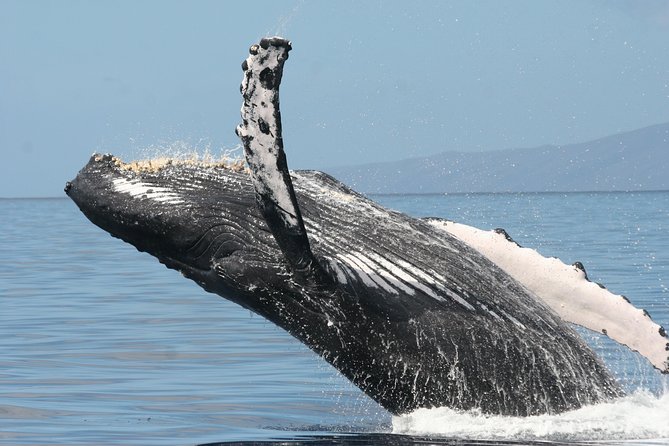 From Maalaea Harbor: Whale Watch Cruise Aboard the Malolo - Important Information and Policies
