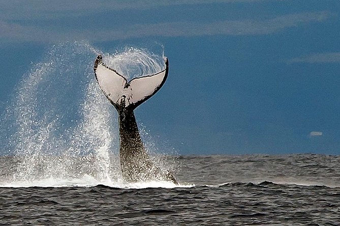 From Maalaea Harbor: Whale Watch Cruise Aboard the Malolo - Whale Watching Season and Location