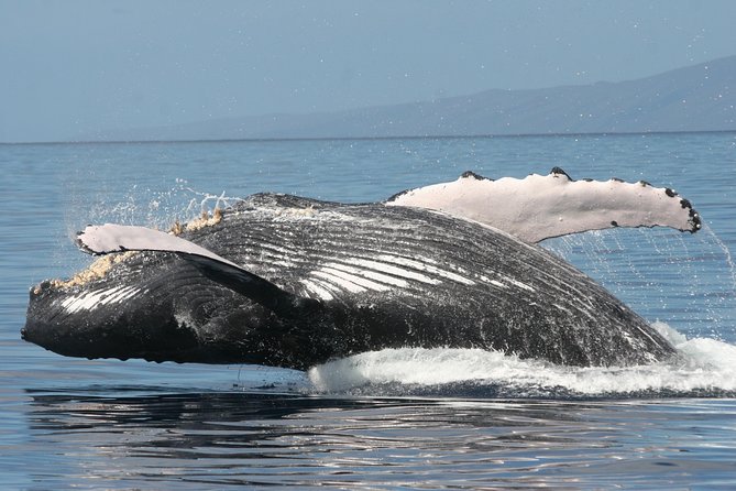 From Maalaea Harbor: Whale Watch Cruise Aboard the Malolo - Onboard Facilities and Features