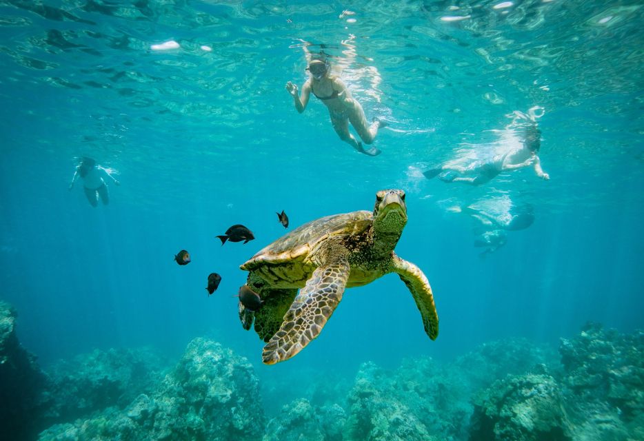 From Maalaea: Turtle Town 3-Hour Snorkel and Sail Adventure - Maximum of 30-40 Passengers for Personalized Attention