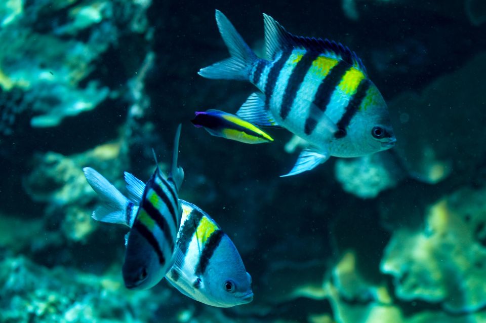 From Maalaea: Turtle Town 3-Hour Snorkel and Sail Adventure - Convenient Departure Times and Included Amenities