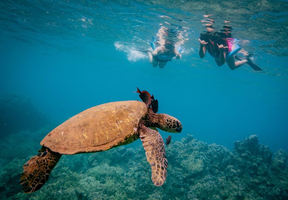 From Maalaea: Turtle Town 3-Hour Snorkel and Sail Adventure - Additional Details and Considerations