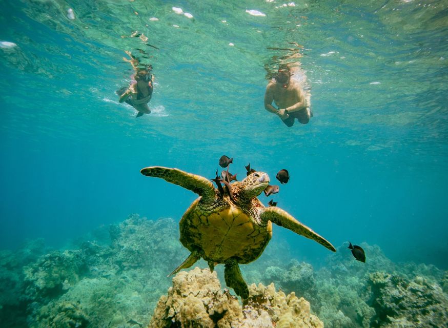 From Maalaea: Turtle Town 3-Hour Snorkel and Sail Adventure - Frequently Asked Questions
