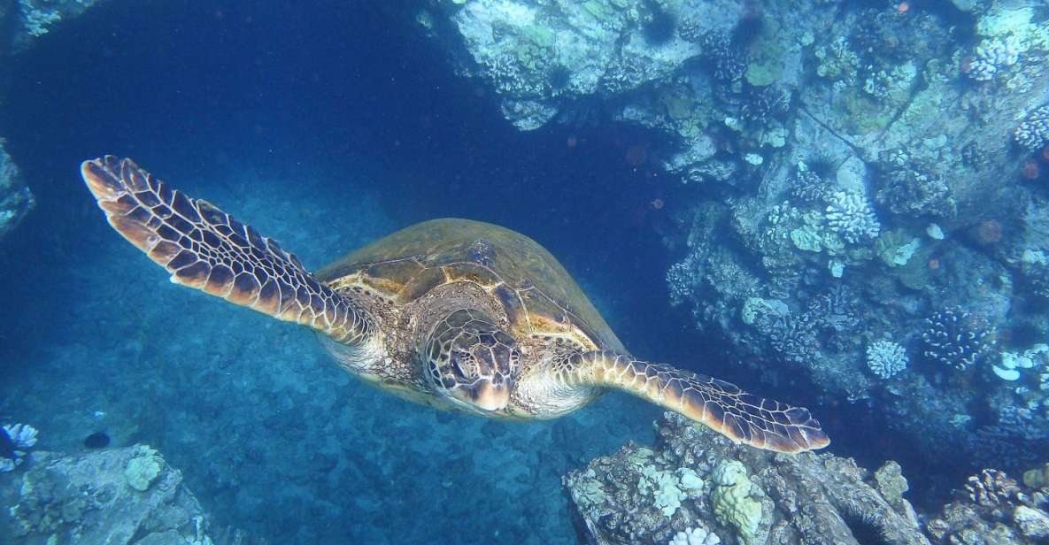 From Maalaea: Turtle Town Snorkel Aboard the Quicksilver - Exploring Turtle Town and Beyond
