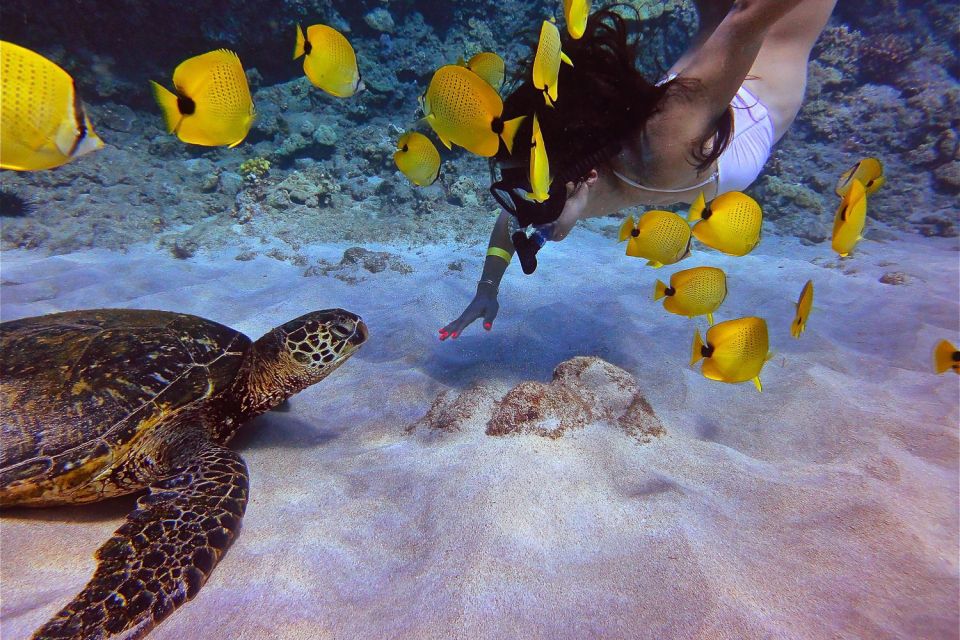 From Maalaea: Turtle Town Snorkel Aboard the Quicksilver - Suitability and Accessibility