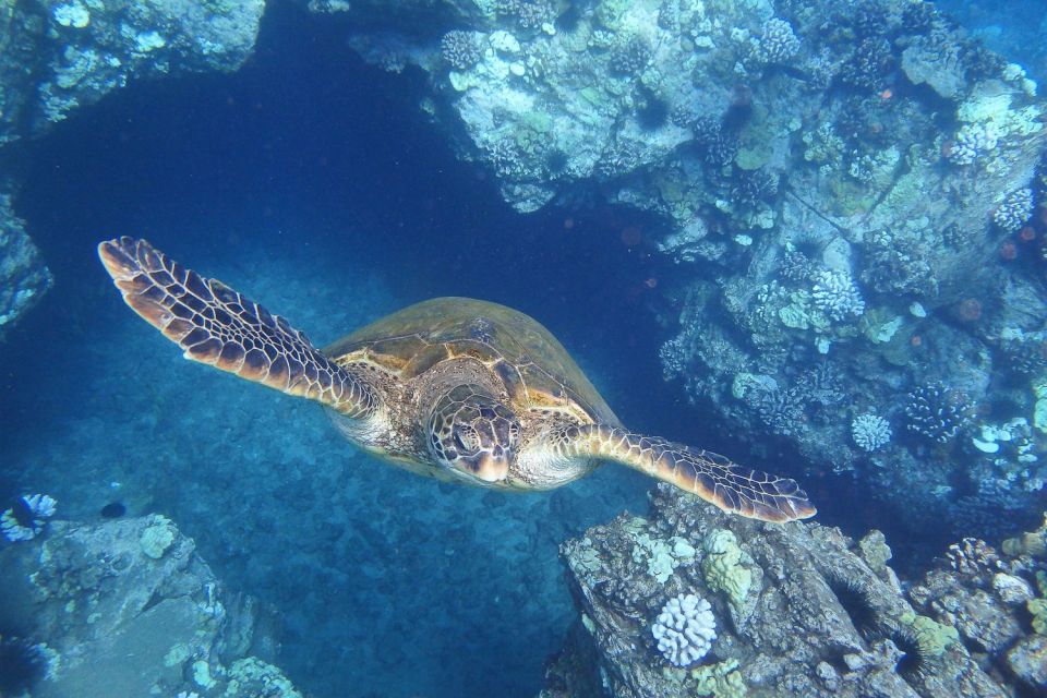 From Maalaea: Turtle Town Snorkel Aboard the Quicksilver - Recap