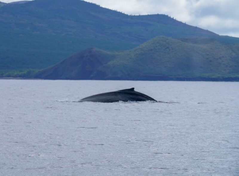 From Maalaea: Whale Watching Catamaran Cruise with Drinks - The Experience: Watching and Listening to Whales