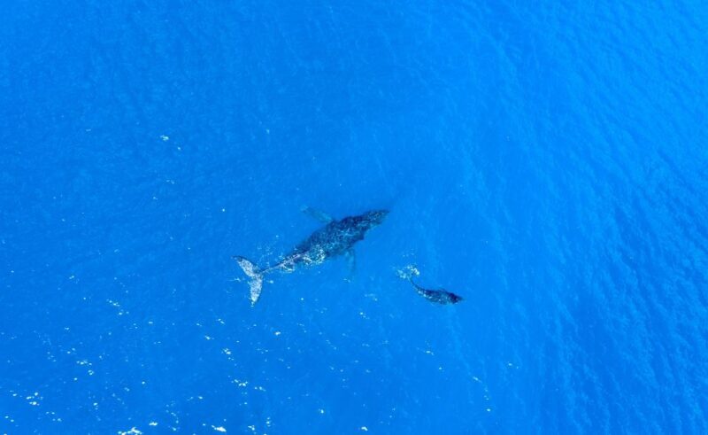 From Maalaea: Whale Watching Catamaran Cruise with Drinks - What Sets This Tour Apart