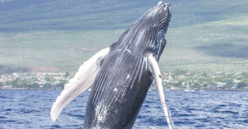 From Maalaea: Whale Watching Catamaran Cruise with Drinks - Pricing and Value