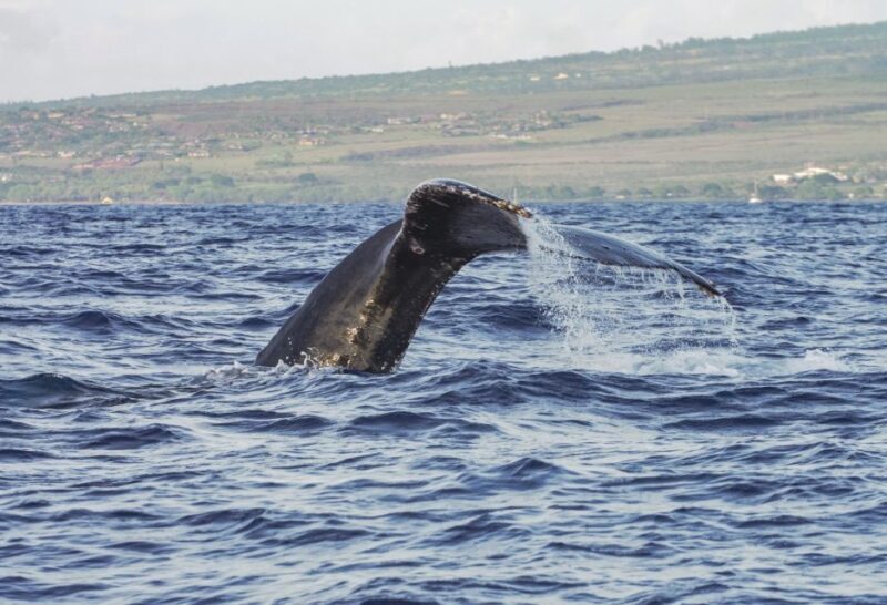 From Maalaea: Whale Watching Catamaran Cruise with Drinks - The Reviews Speak Volumes