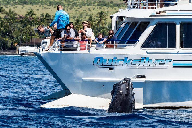 From Maalaea: Whale Watching Tour Aboard the Quicksilver - An Introduction to the Quicksilver Whale Watching Experience