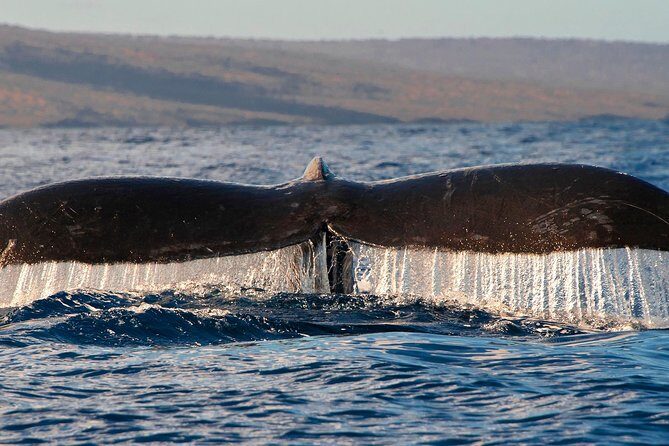 From Maalaea: Whale Watching Tour Aboard the Quicksilver - The Experience Through Travelers’ Eyes