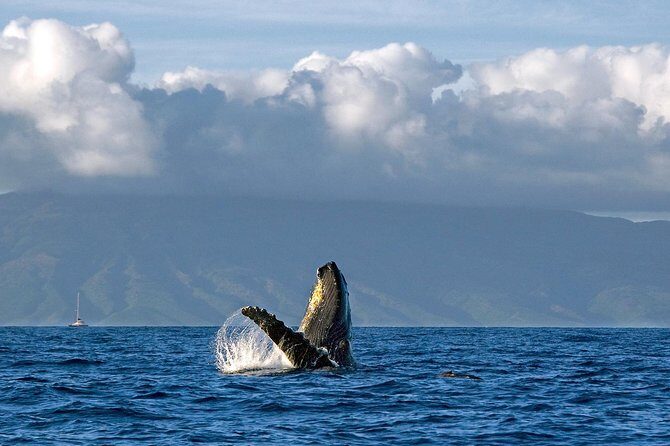 From Maalaea: Whale Watching Tour Aboard the Quicksilver - Who’s This Tour Best For?