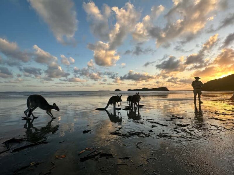 From Mackay: Wallabies on the Beach Sunrise Trip - Authentic Encounters and How They Feel