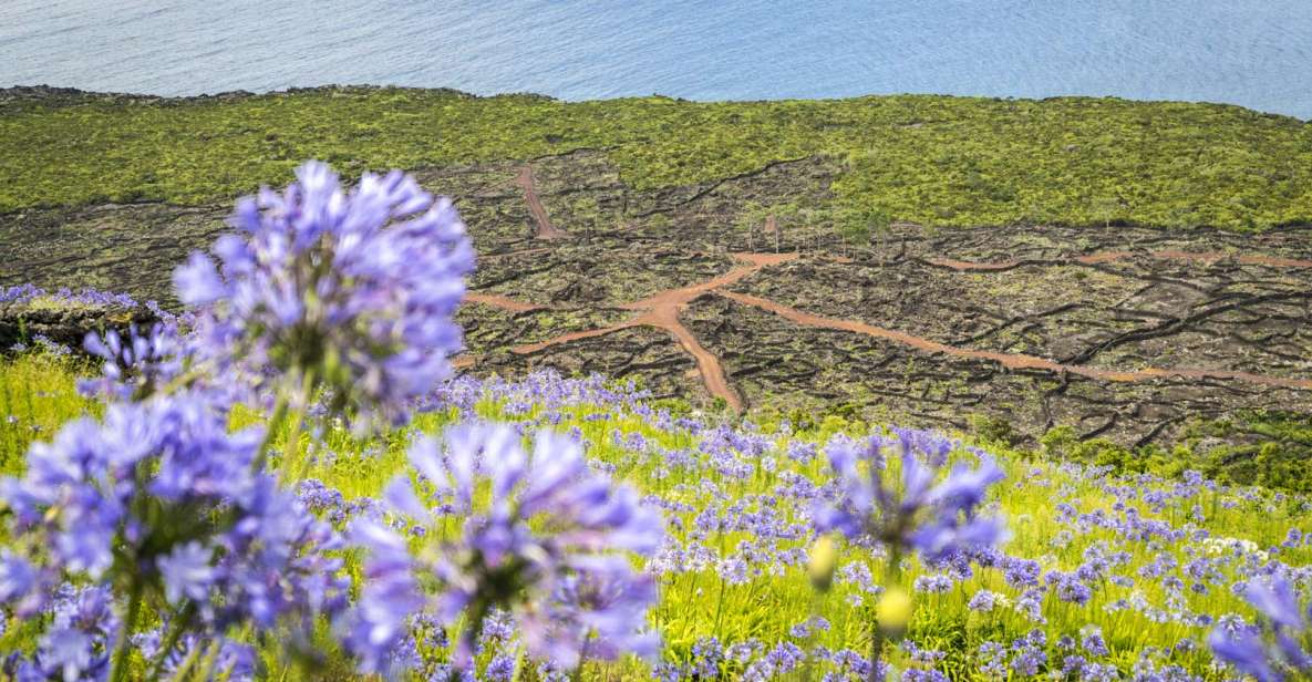 From Madalena: Pico Volcanoes and Lakes Guided Day Tour - Itinerary and Highlights