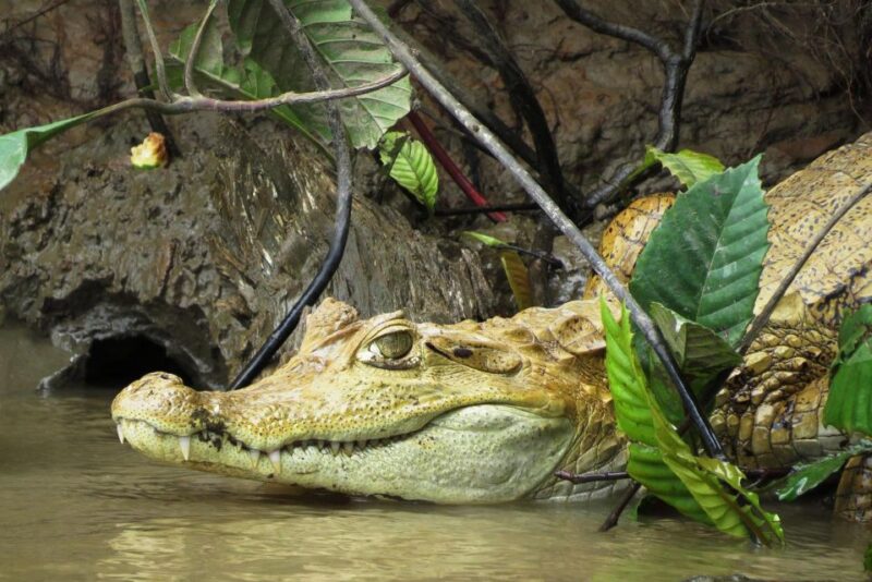From Madre De Dios ||Night Trekking in the Amazon Rainforest - Unique Wildlife Encounters