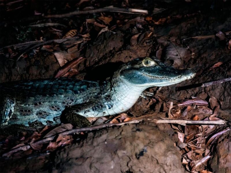 From Madre De Dios ||Night Trekking in the Amazon Rainforest - Guided Experience Details