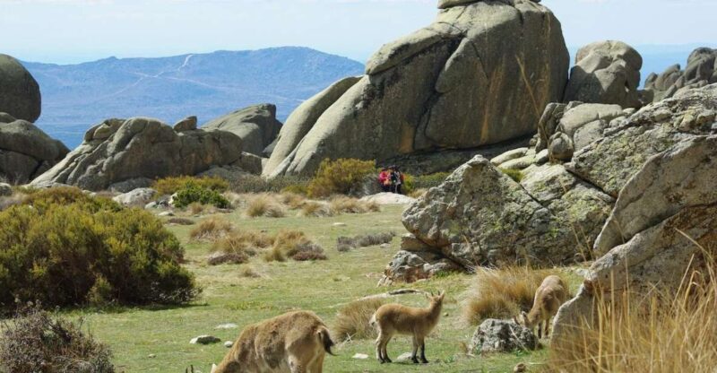 From Madrid: Sierra De Guadarrama Hiking Day Trip - Key Points