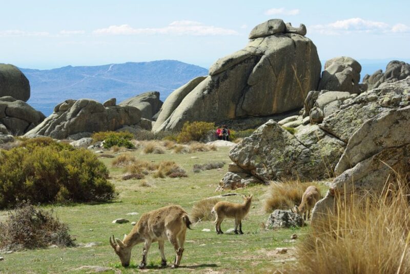 From Madrid: Sierra De Guadarrama Hiking Day Trip - Itinerary and Transportation