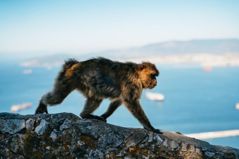 From Malaga and Costa Del Sol: Gibraltar Tour - Highlights and Activities