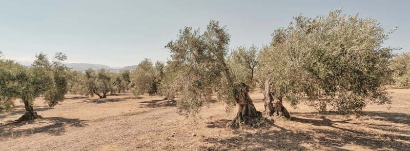 From Malaga: Antequera Heritage and Oil Mill land - Who Should Consider This Tour?