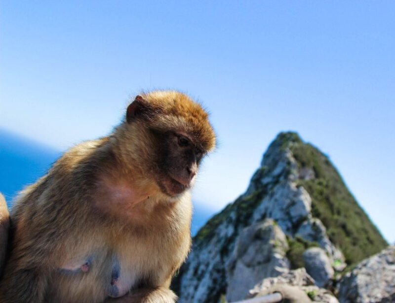 From Malaga: Full-Day Trip to Gibraltar - Trip Overview and Pricing