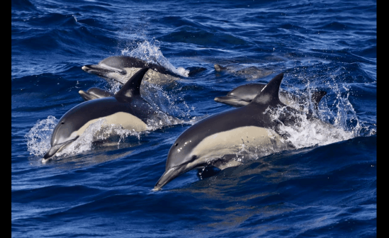 From Malaga: Guided Tour in Tarifa With Whale-Watching and Dolphin Watching - Responsible Wildlife Experience
