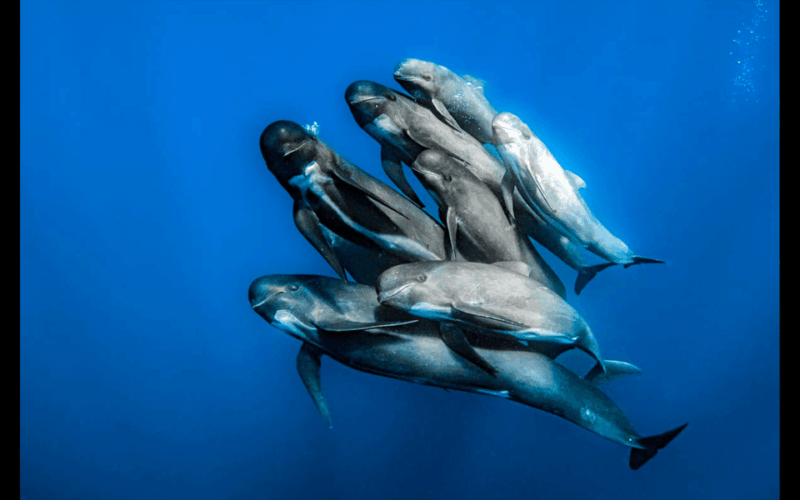 From Malaga: Guided Tour in Tarifa With Whale-Watching and Dolphin Watching - Meeting Point and Starting Location