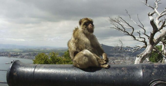 From Malaga: Rock of Gibraltar Private Skip-the-Line Tour - Duty-Free Shopping