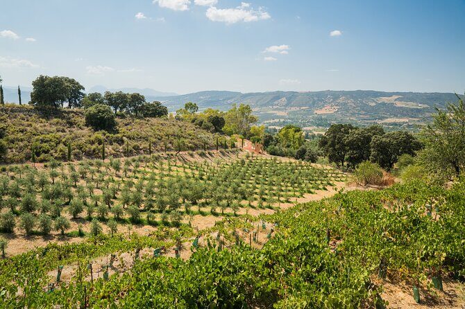 From Malaga: Ronda, Wine & Olive Oil Tasting Premium Small Group - The Sum Up