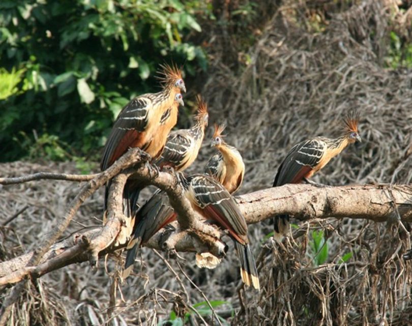 From Manaus: 3, 4 or 5-Day Tour at Tapiri Rio Negro Lodge - Customer Feedback