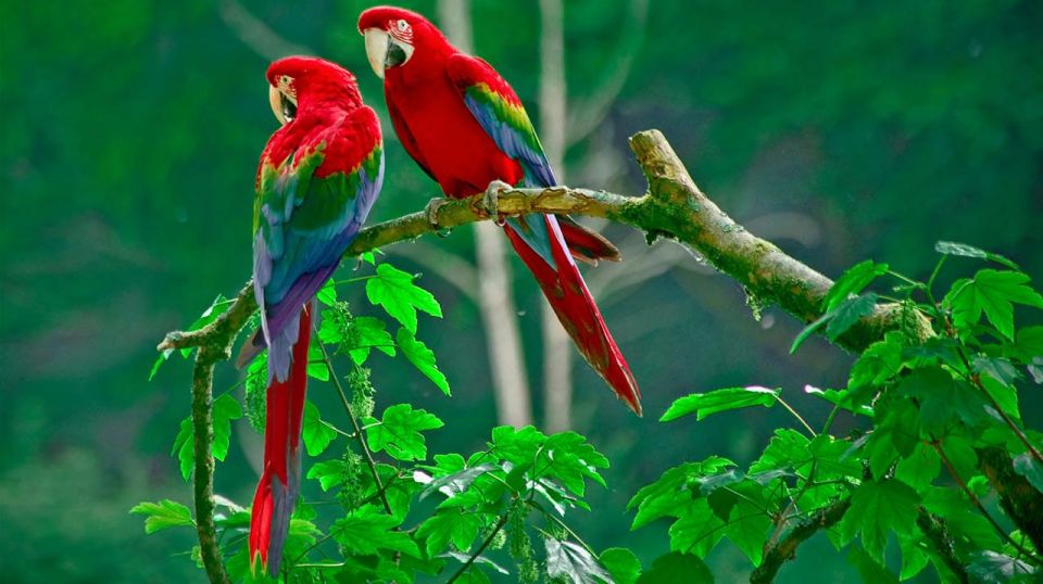 From Manaus: 3, 4 or 5-Day Tour at Tapiri Rio Negro Lodge - Booking and Cancellation Policies