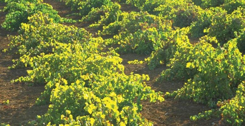 From Marbella: Antequera Wine Tour With Tastings and Lunch - Itinerary Details