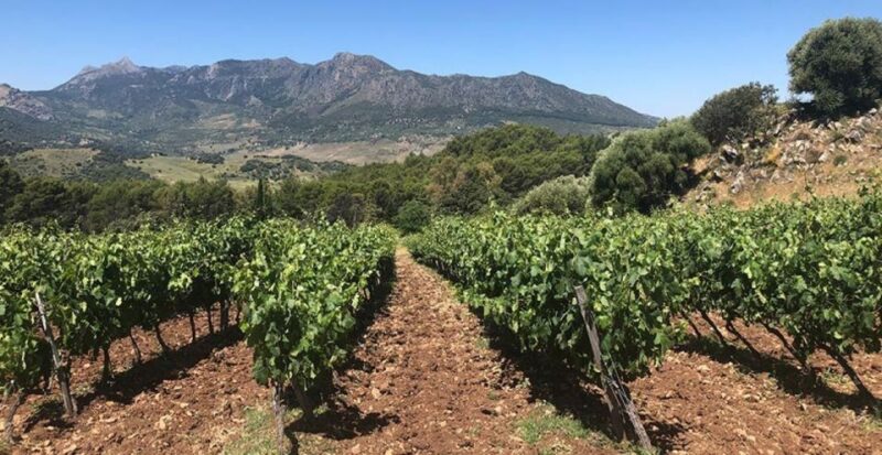 From Marbella: Classic Ronda Tour, 2 Winery Visits & Lunch - Scenic Journey
