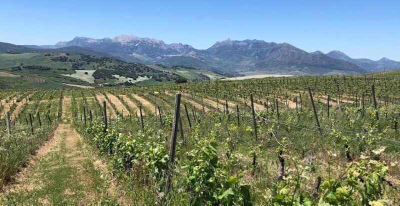From Marbella: Classic Ronda Tour, 2 Winery Visits & Lunch - Ronda Exploration