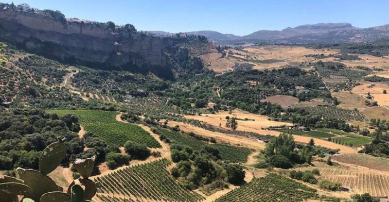 From Marbella: Classic Ronda Tour, 2 Winery Visits & Lunch - Traditional Lunch