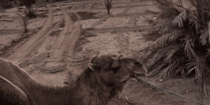 From Marrakech: 2 Day To Zagora Desert & Camel Trek - Included Tour Services