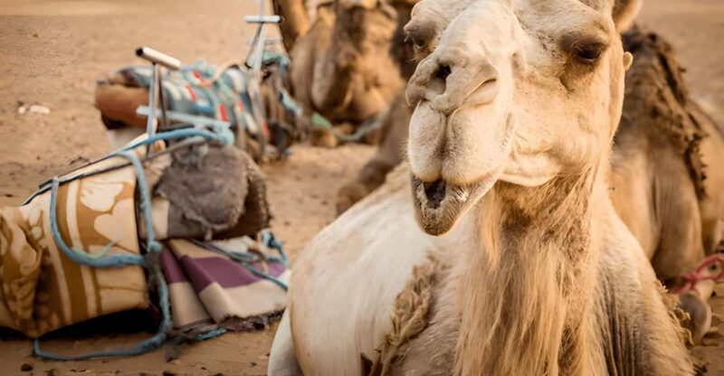 From Marrakech: 2-Day Trip to Zagora and the Atlas Mountains - Itinerary Highlights