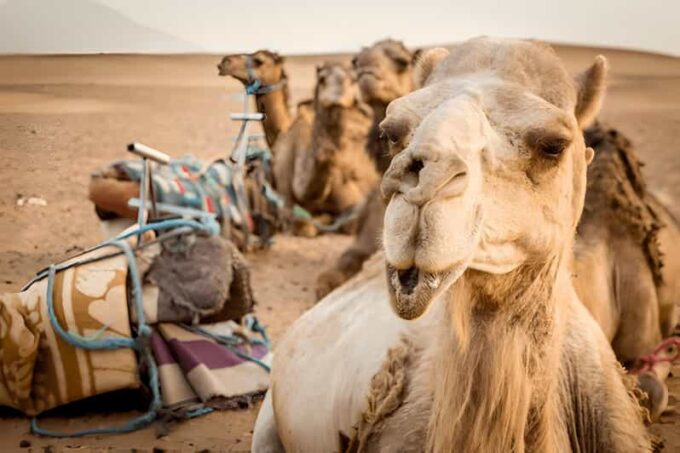 From Marrakech: 2-Day Trip to Zagora and the Atlas Mountains - Camel Ride and Desert Camping