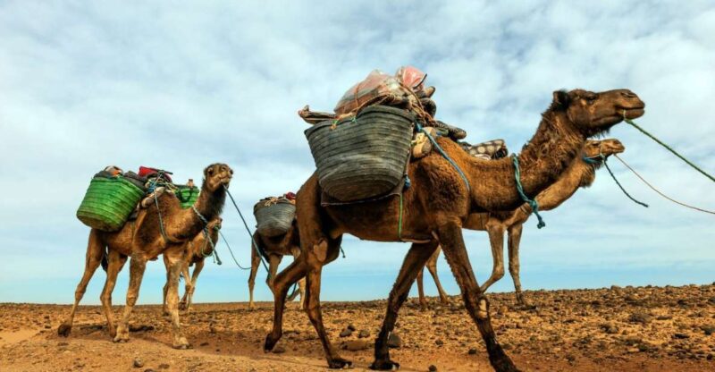 From Marrakech: 2 Day Trip to Zagora Desert - Trip Overview