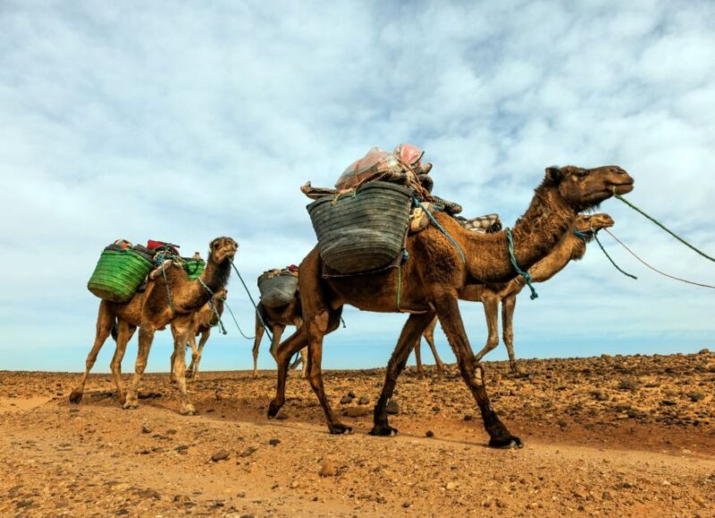 From Marrakech: 2 Day Trip to Zagora Desert - Itinerary: Day 2