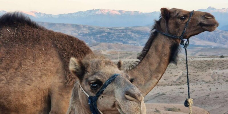 From Marrakech: 3-Day Desert Tour With Camel Ride - Good To Know
