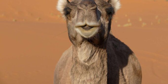 From Marrakech: 3-Days Private Desert Tour - Scenic Views and Wildlife Sightings