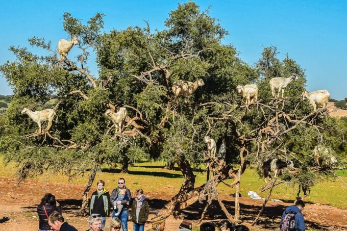 From Marrakech: Essaouira Full-Day Trip - Frequently Asked Questions